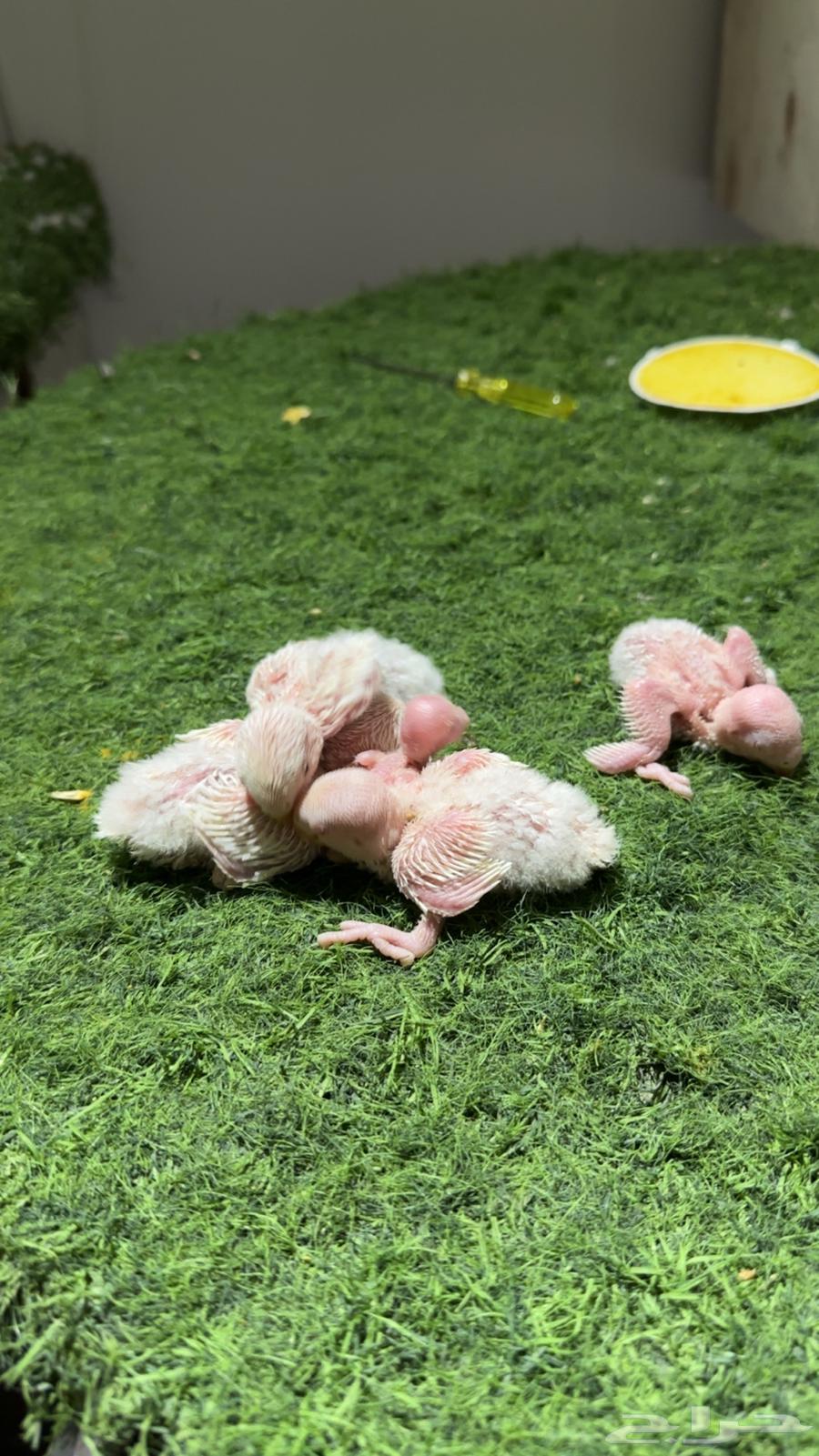 فروخ روز (تم البيع )64431869383298114