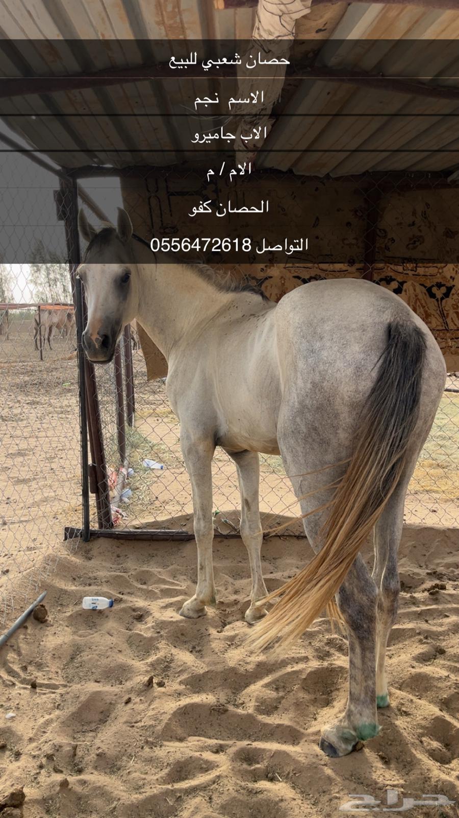 حصان شعبي فاخر اطول 7ونص يزيد ما ينقص باقي الاستفسار ارقم64433242983554110
