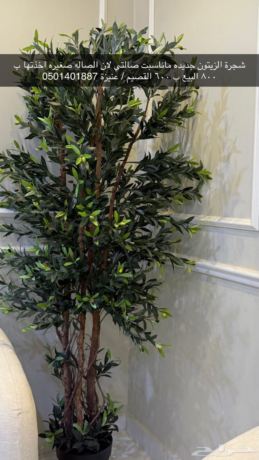 للبيع لايتواصل الا الجاد64433026514051111