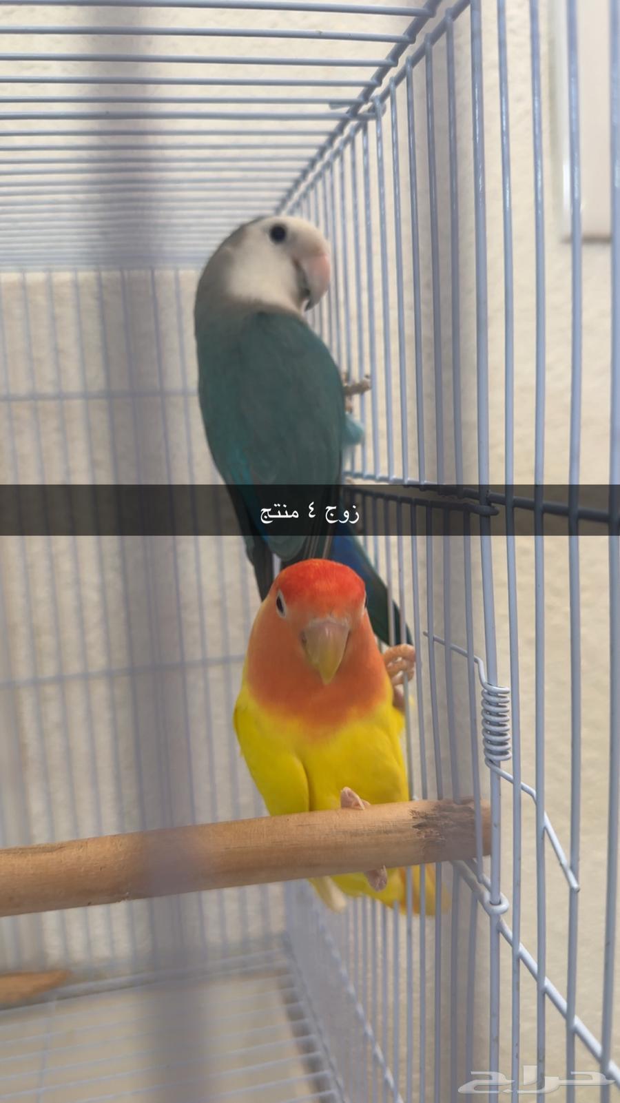 أزواج روز للبيع64428590287490111