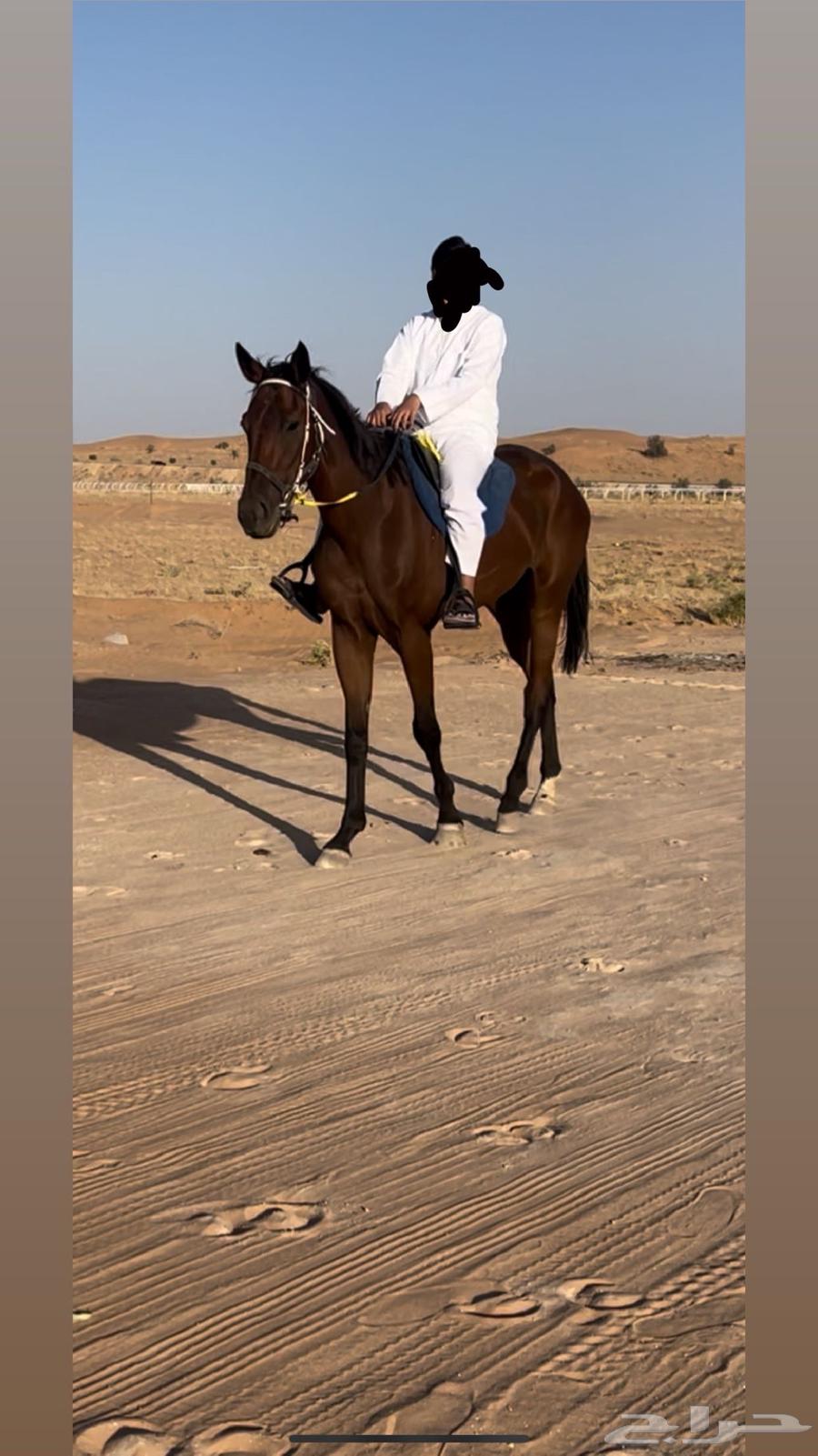 حصان ركوب معسوف وهادي64427169579138112