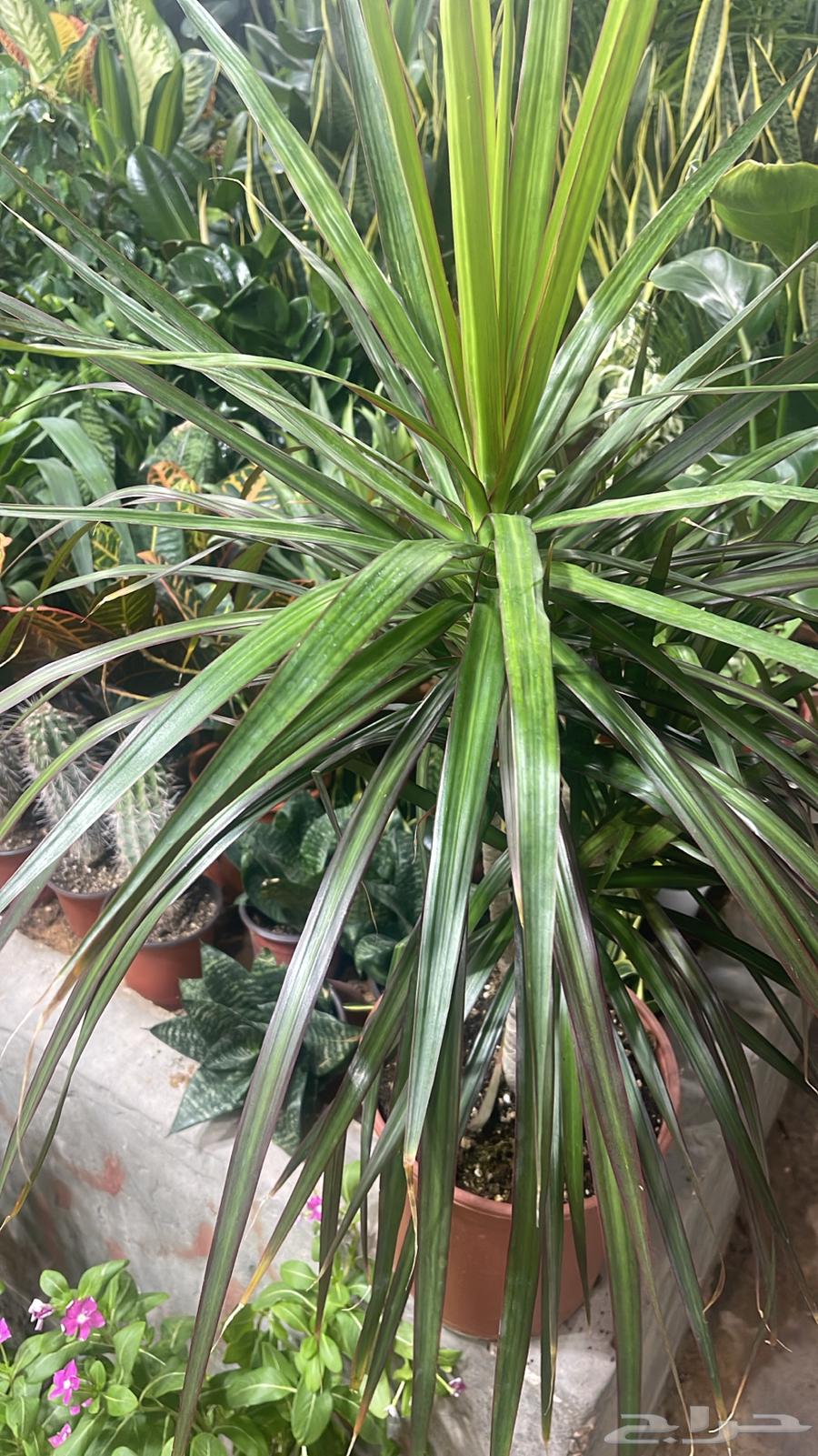 Nursery for selling all flowers and trees with delivery and installation prices64557558627075113