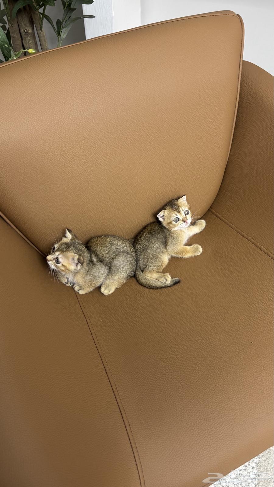 Small cats for sale, contact only for serious buyers, Scottish imported from locals64432646206978113