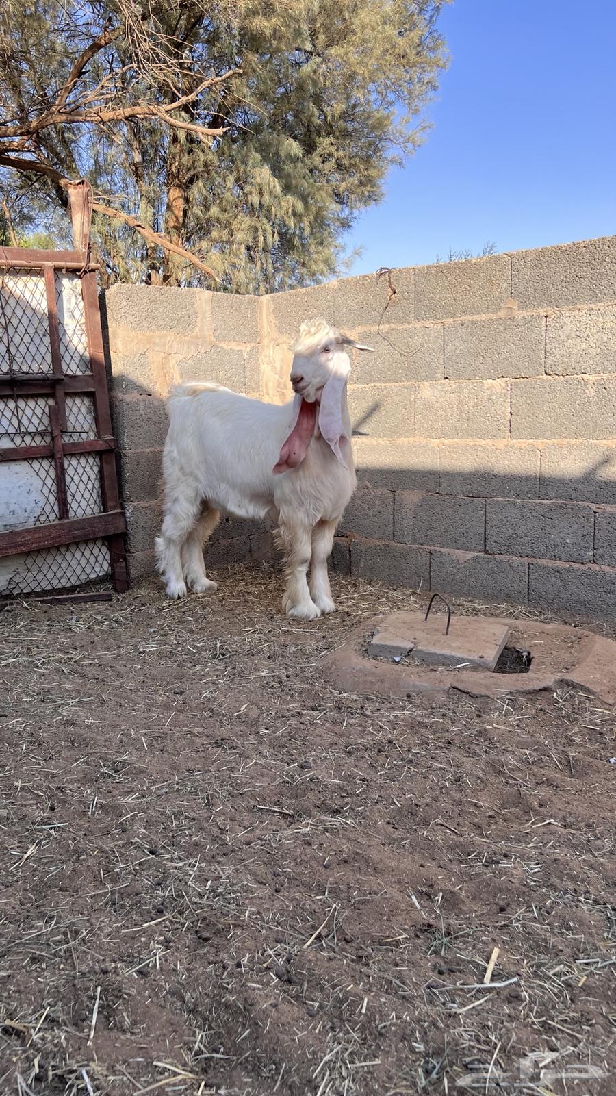 تيس عارضي اللون طيب64430462155138110