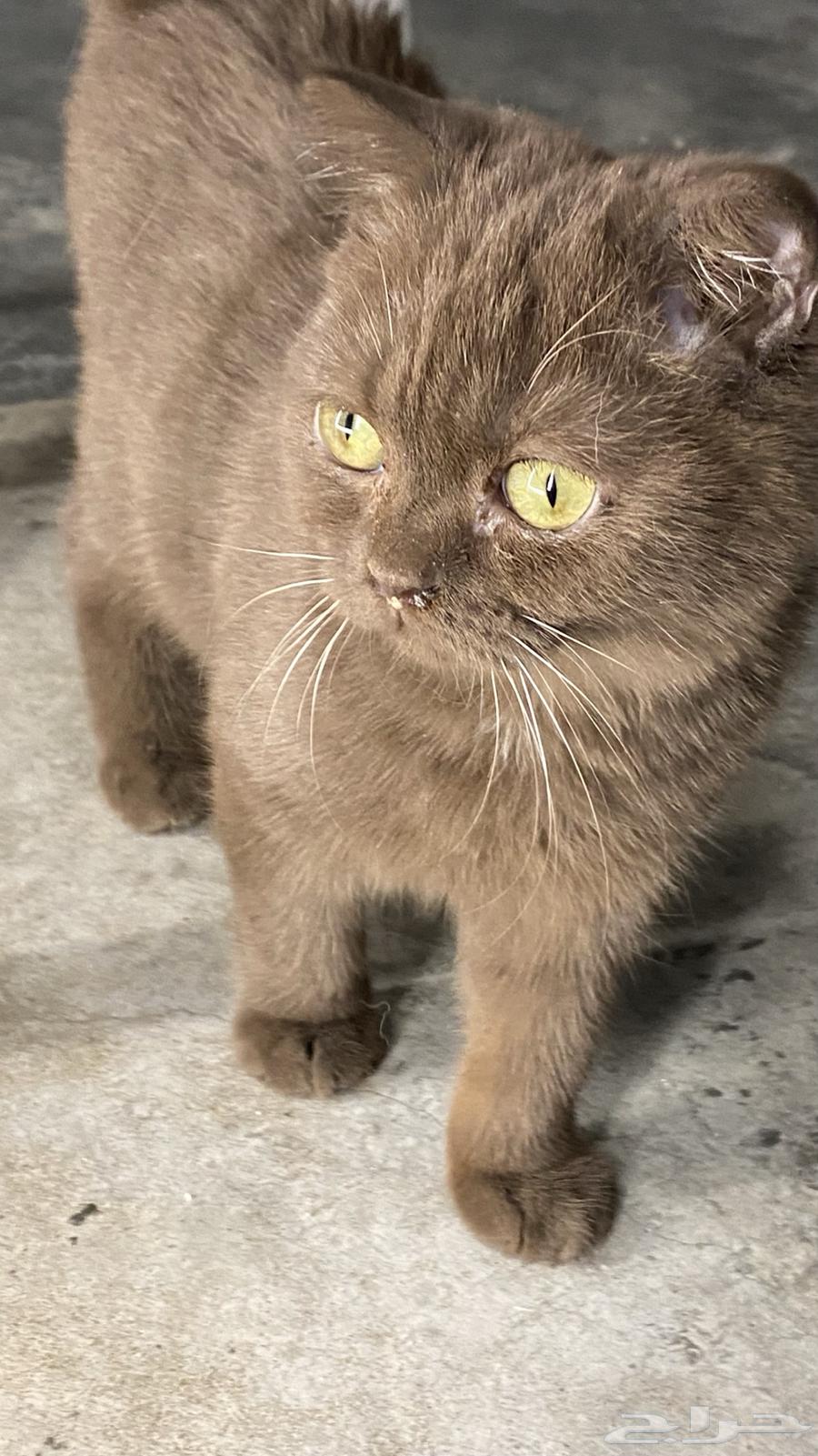 Scotch Fold64426820148225112