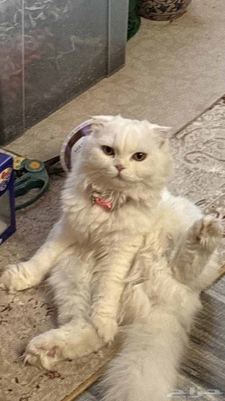 Scottish Fold Cat64428416868226111