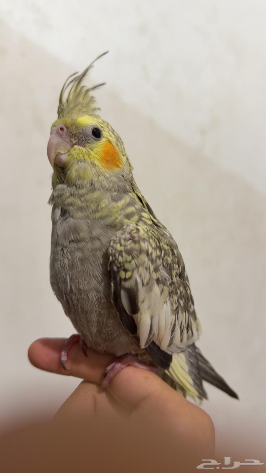 كروان اليف جدا و ما يعض64427516349315110