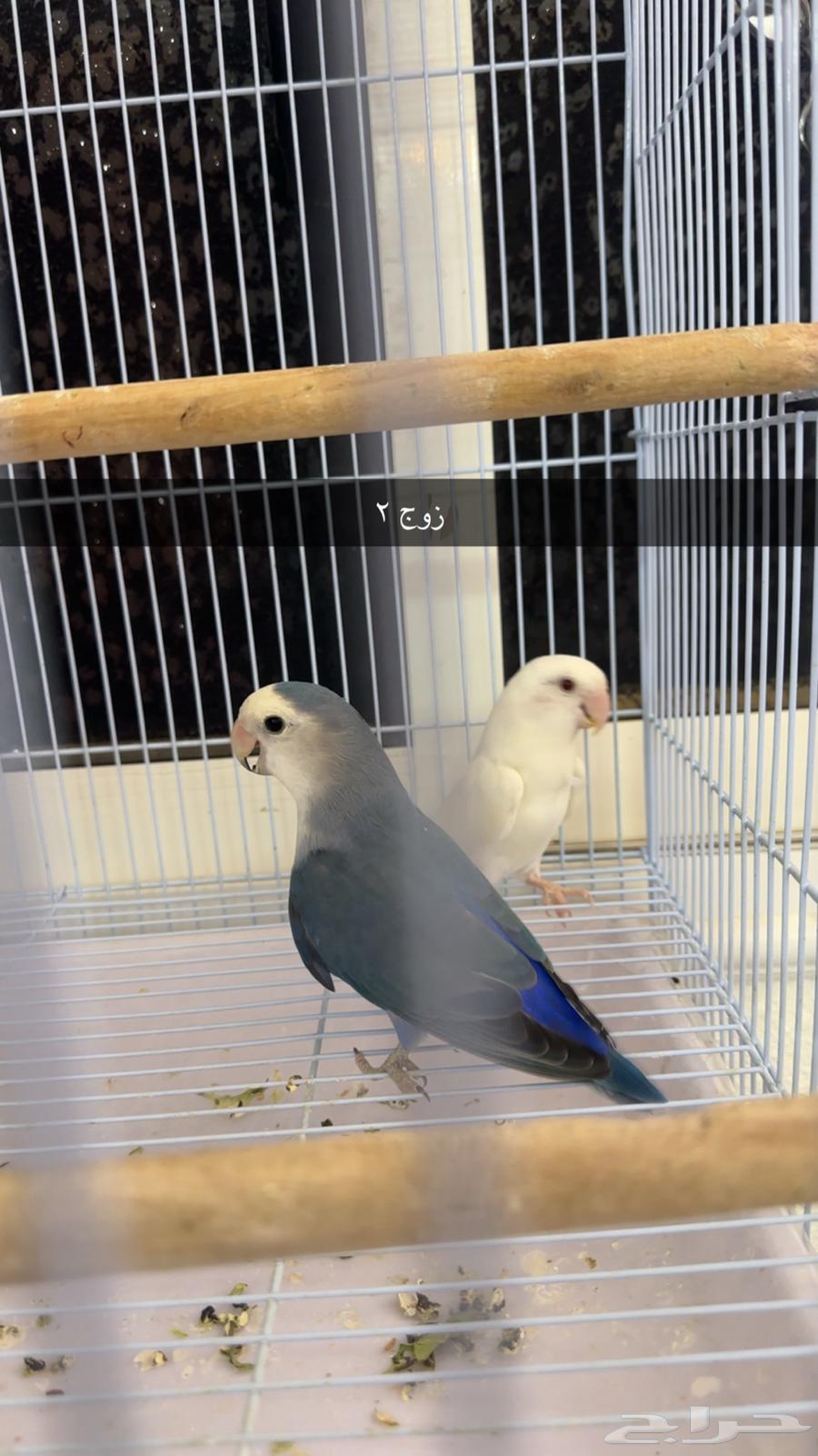 أزواج روز للبيع64428590287490112