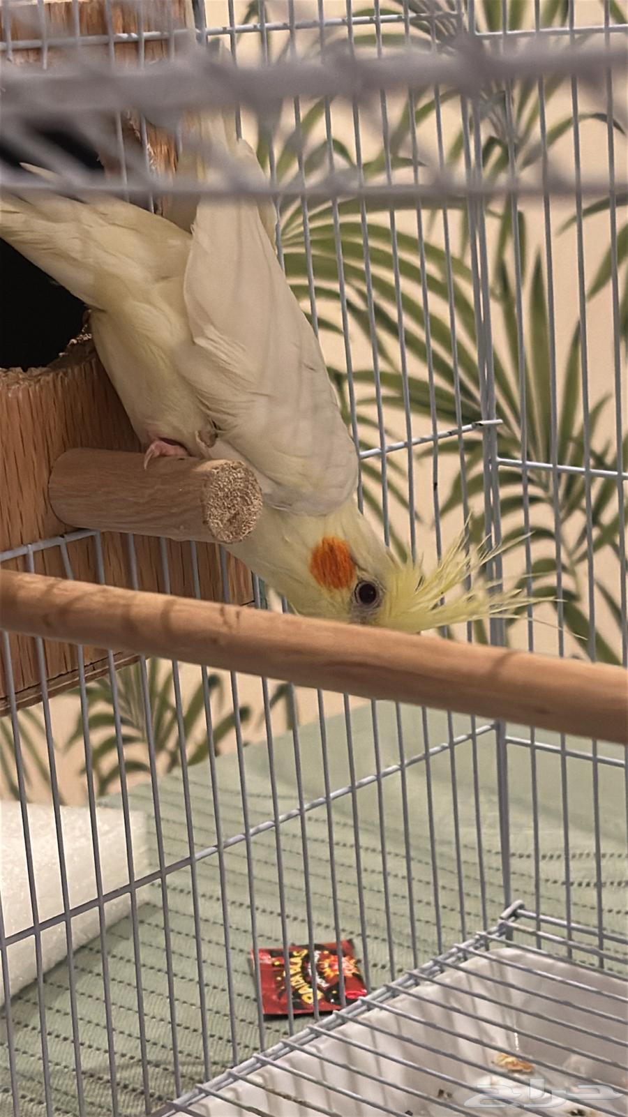 عصفورين كروان اعماهم خمسه شهور بضبط للبيع64432700556289111