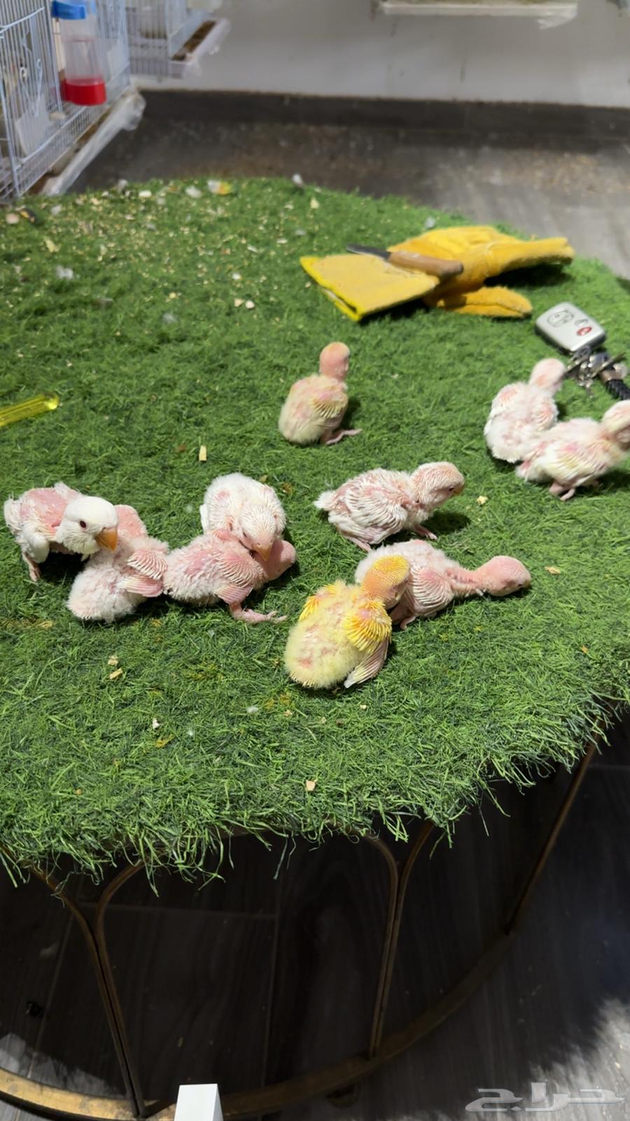 فروخ روز (تم البيع )64431869383298112