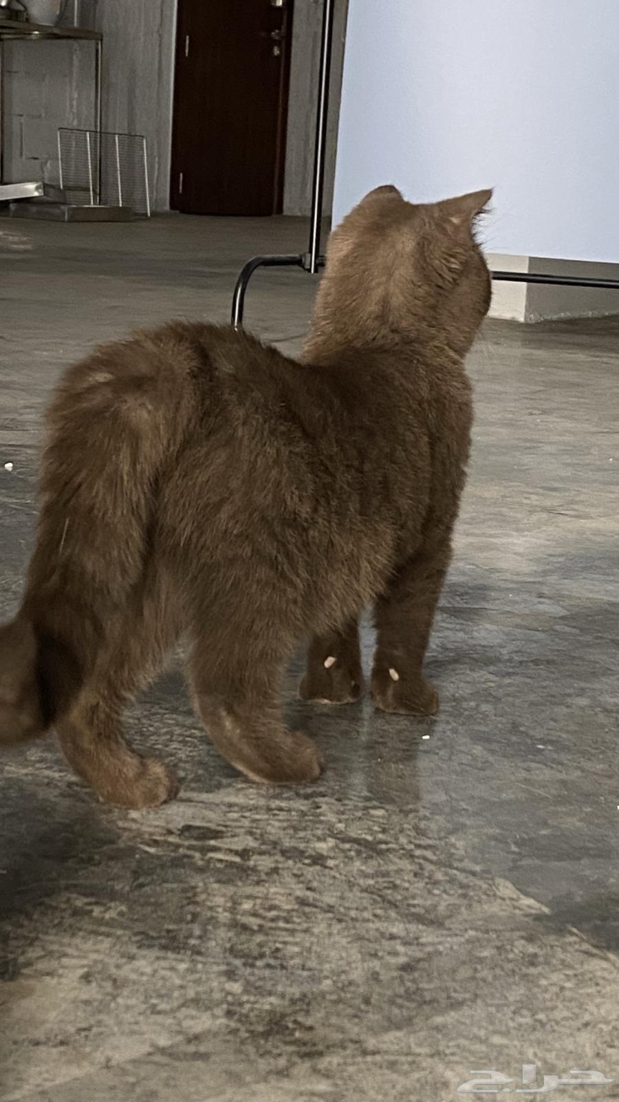 Scotch Fold64426820148225114