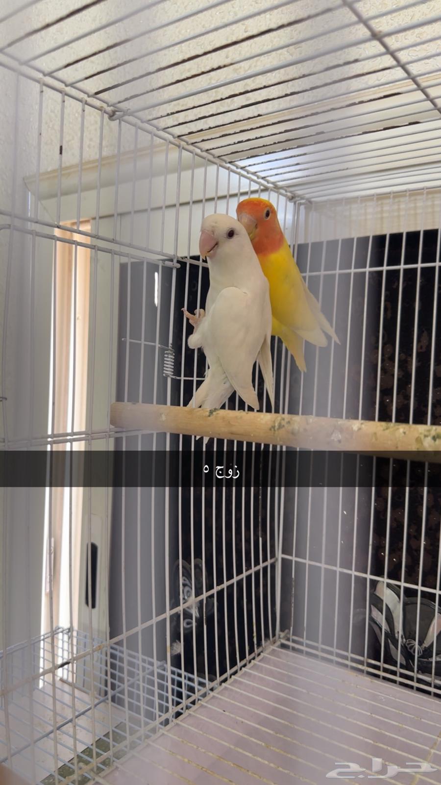 أزواج روز للبيع64428590287490113