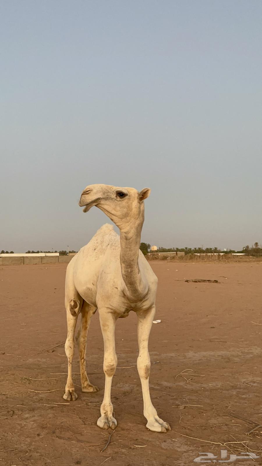 للبيع قعود أوضح64431332178177111