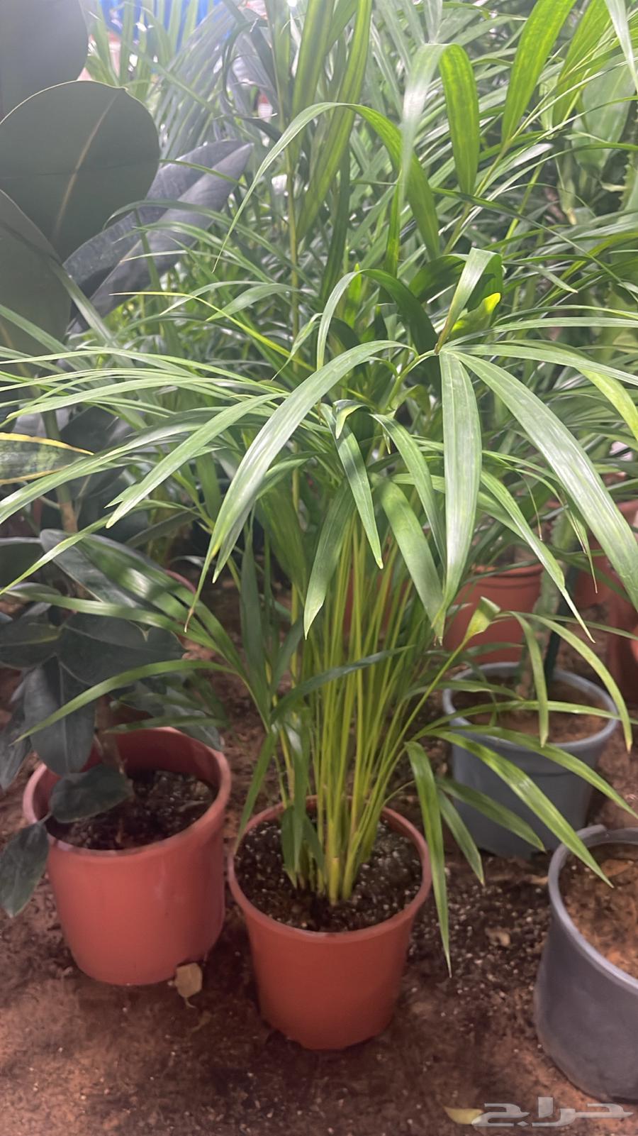 Nursery for selling all flowers and trees with delivery and installation prices64557558627075112