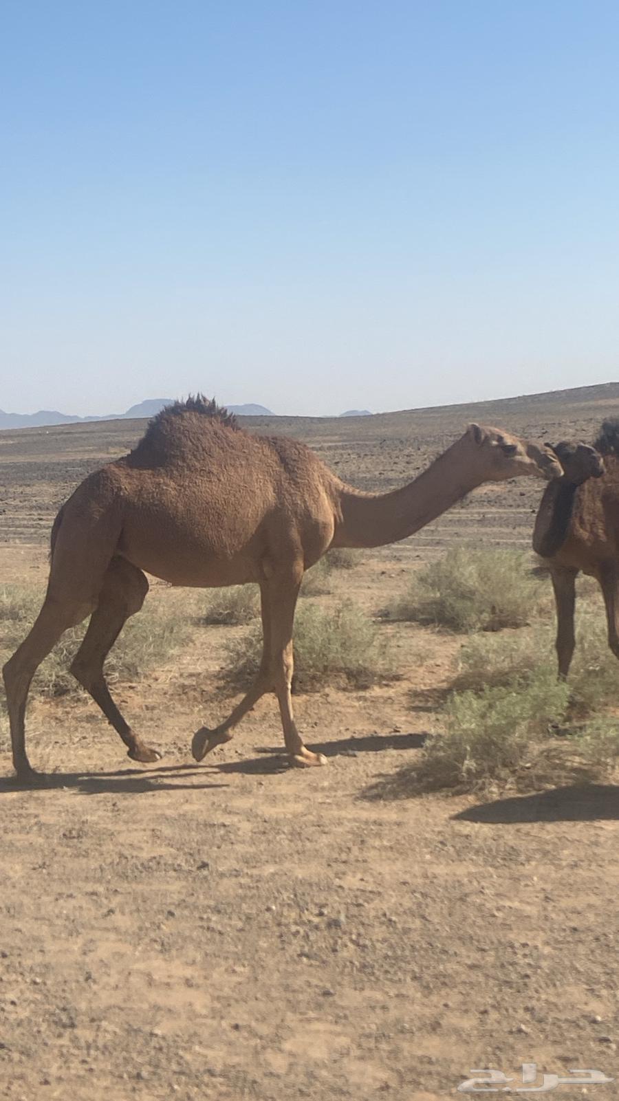 للبيع بكره مفروده64430137564930111