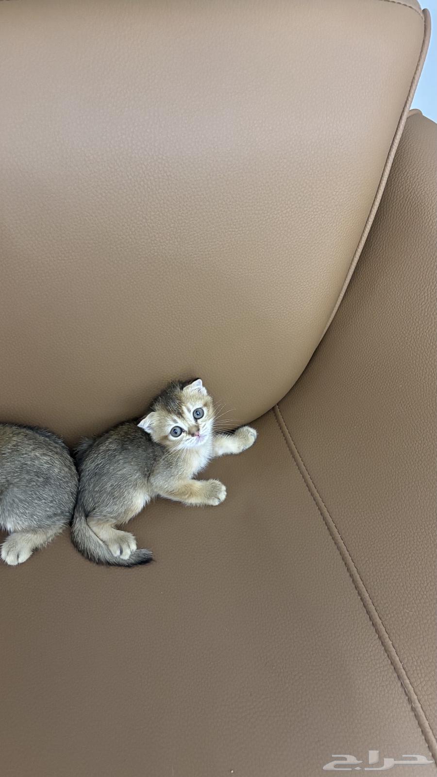 Small cats for sale, contact only for serious buyers, Scottish imported from locals64432646206978110