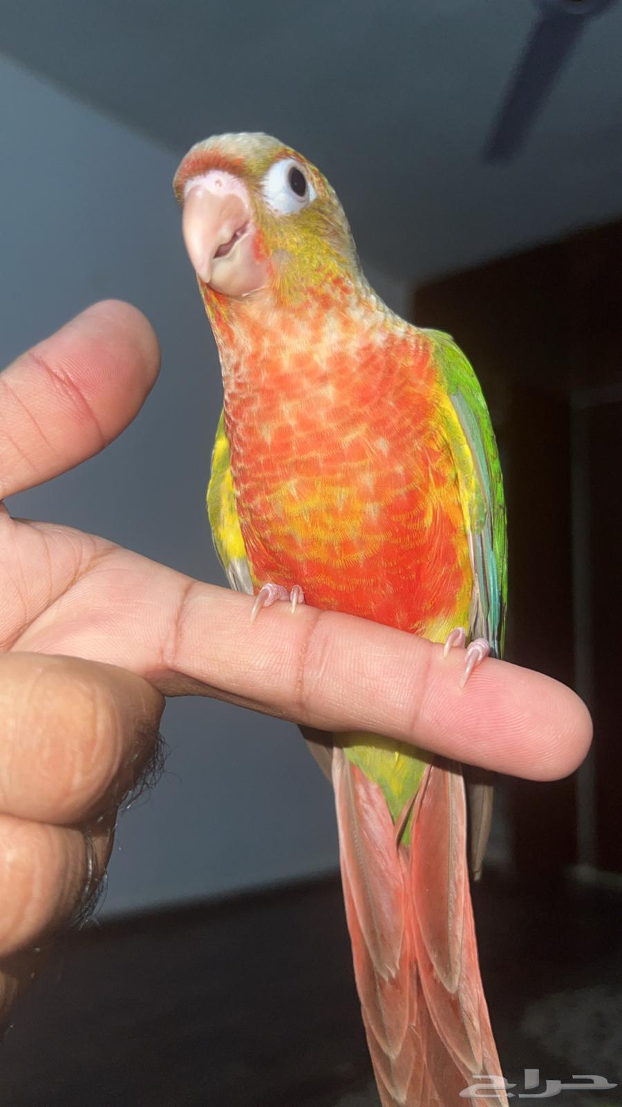 saled .64432005907331111