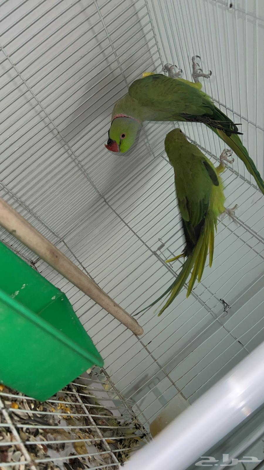 للبيع جوز درة هندي منتج64430489269507110