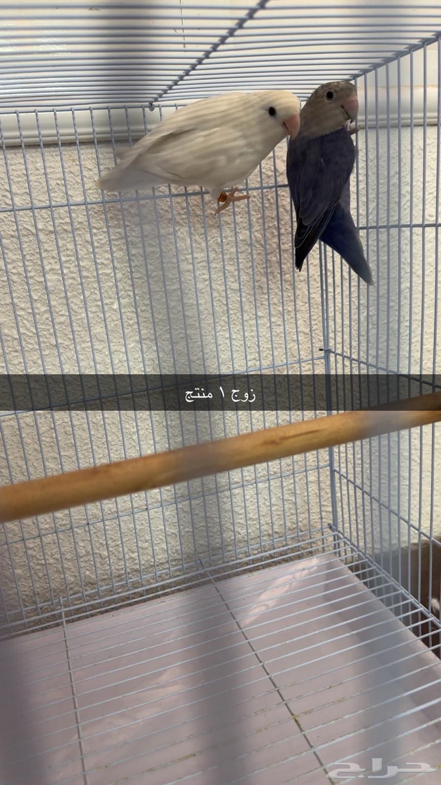 أزواج روز للبيع64428590287490110