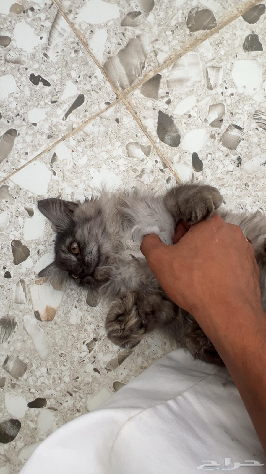 قطه عمرها اقل من اربع شهور64427410070018112