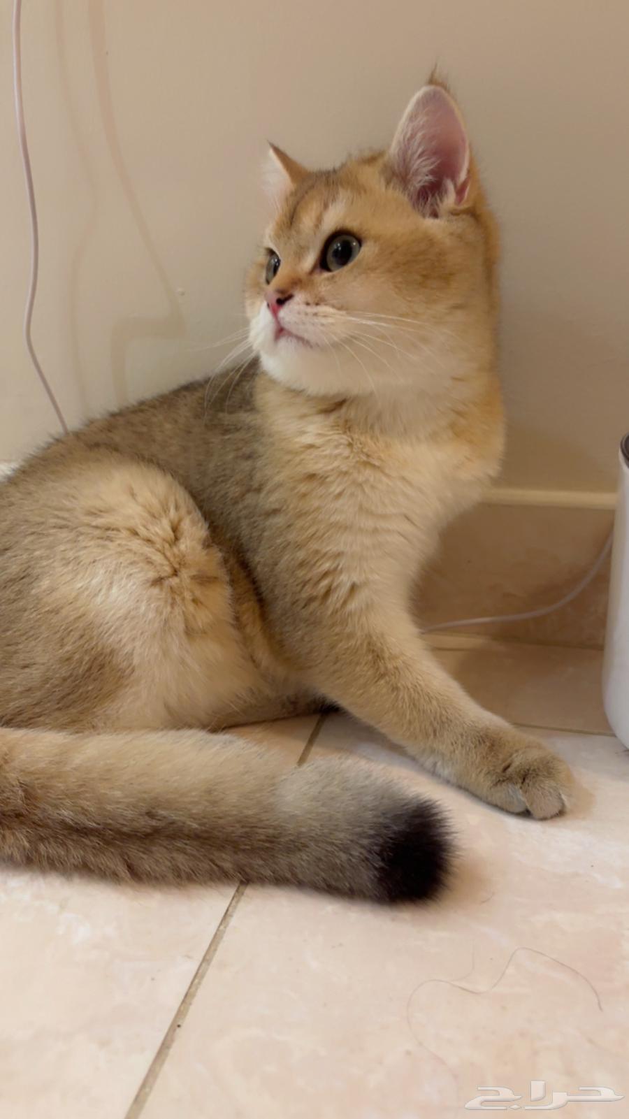 قط للبيع64426833818370112