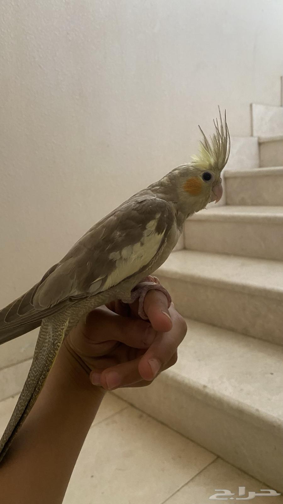 فرخ كروان للبيع(تم البيع)64427704203522112