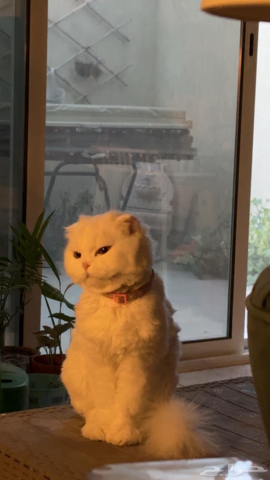 Scottish Fold Cat64428416868226110