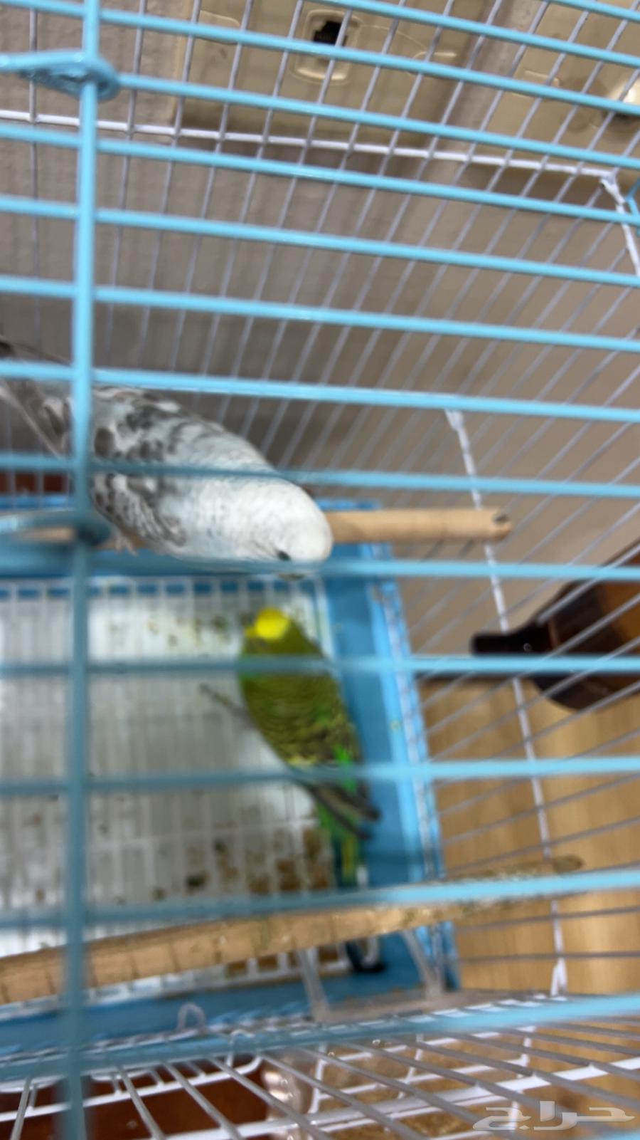 Birds64426752042883111