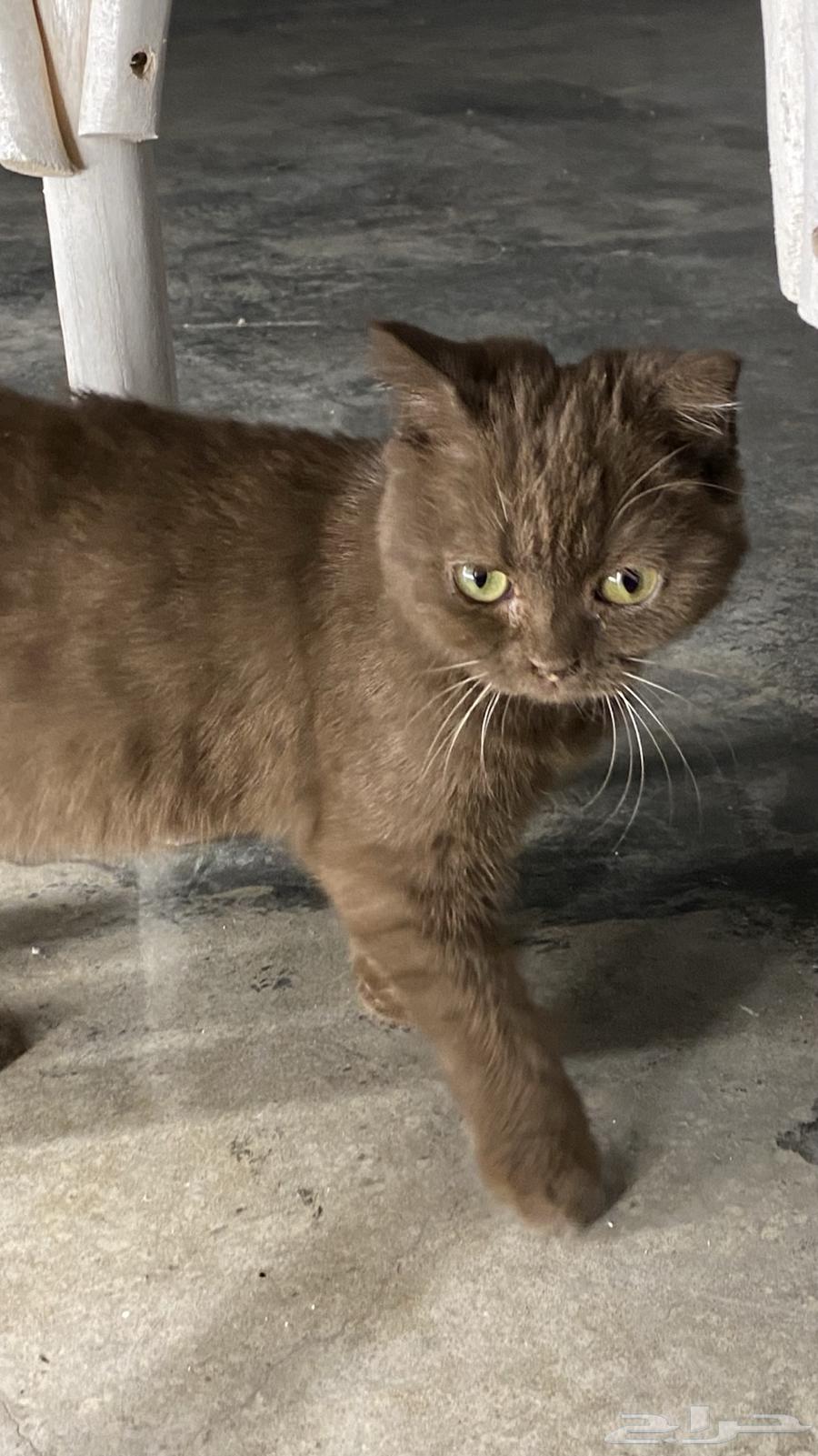 Scotch Fold64426820148225113