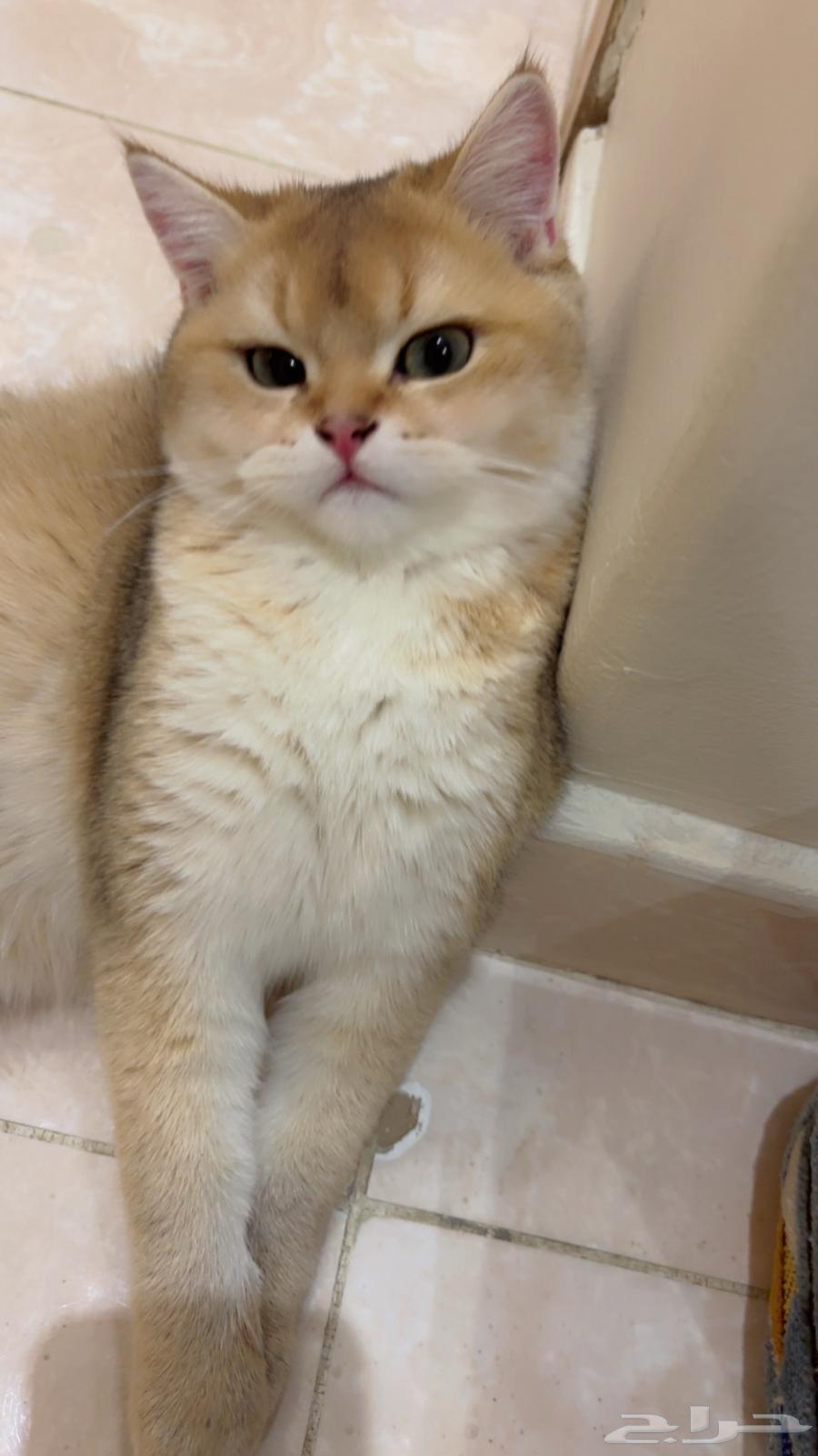 قط للبيع64426833818370110