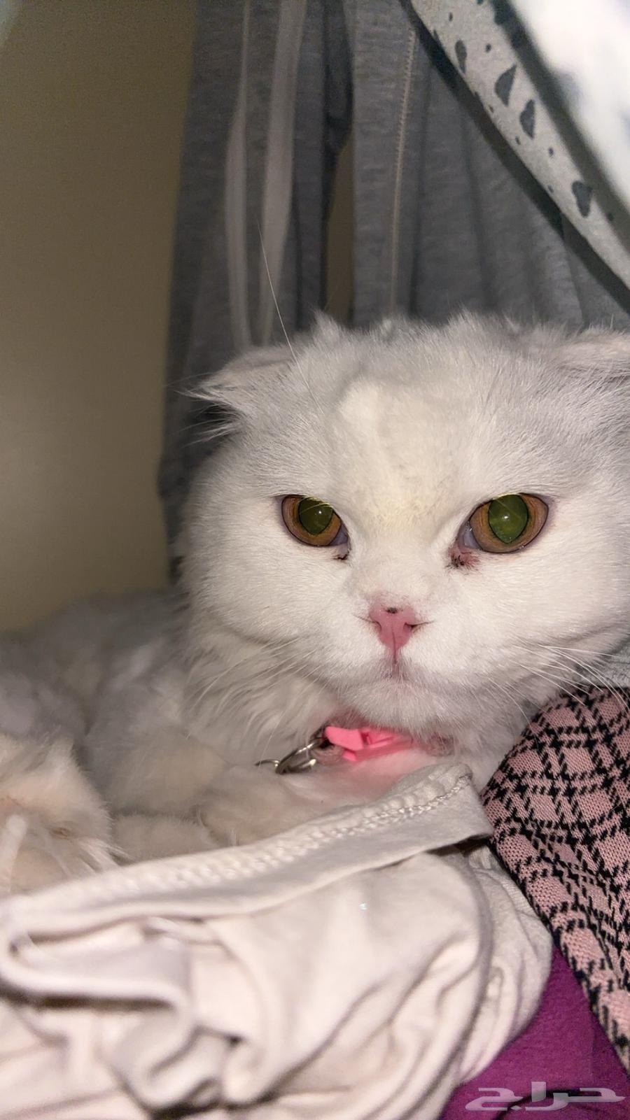 Scottish Fold Cat64428416868226112