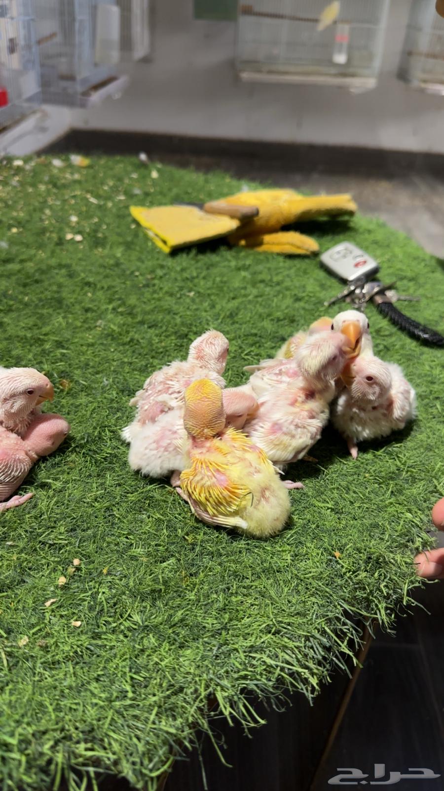 فروخ روز (تم البيع )64431869383298110