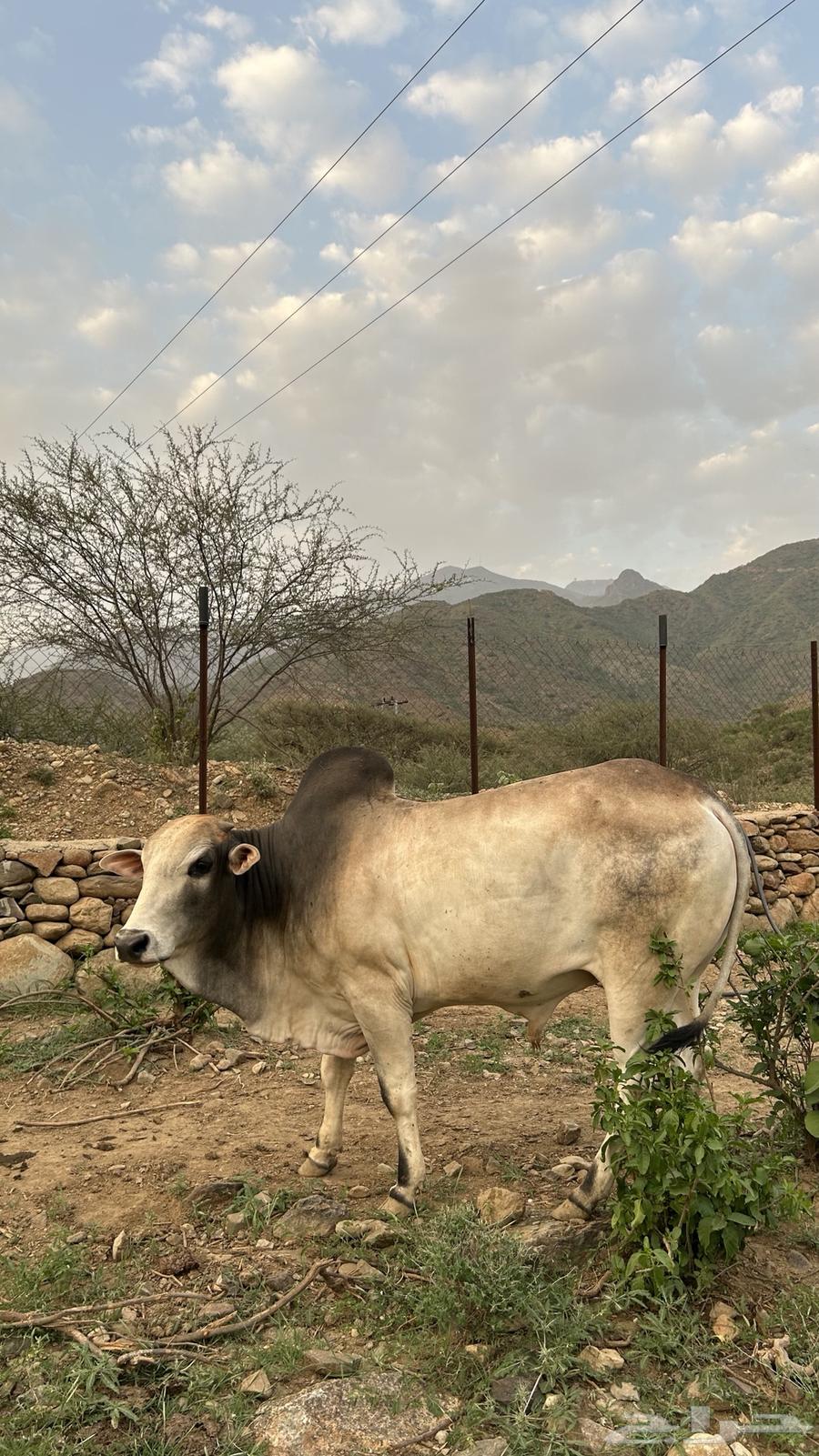 حسيل بلدي للبيع64431075525890112