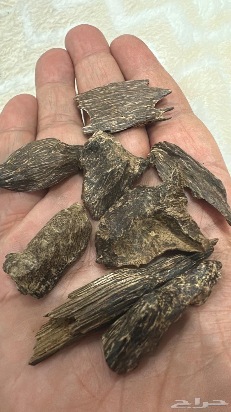 عود ماليزي ترنقانو نوادر64426308423169110