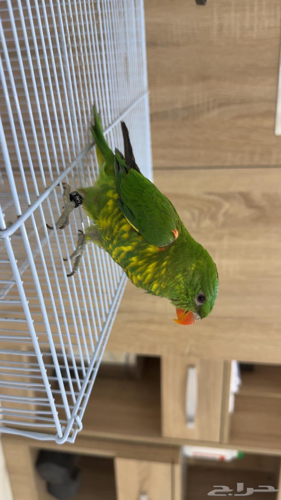 Lori Scalies (Sold, may God bless its owner)64427824988289110