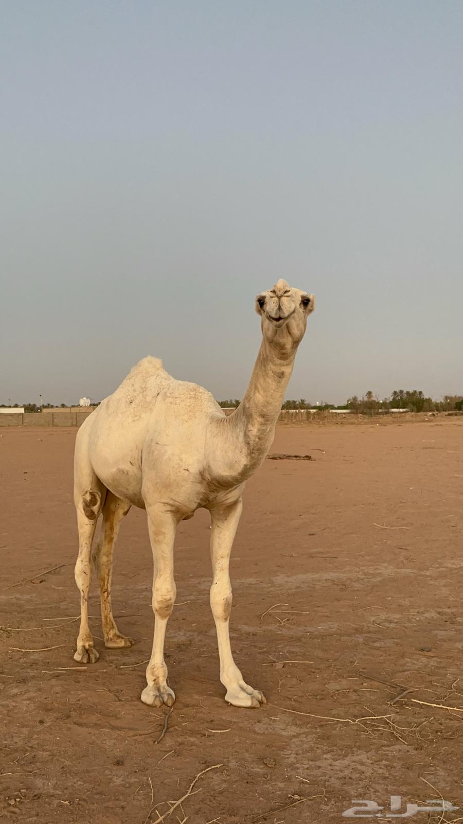 للبيع قعود أوضح64431332178177110