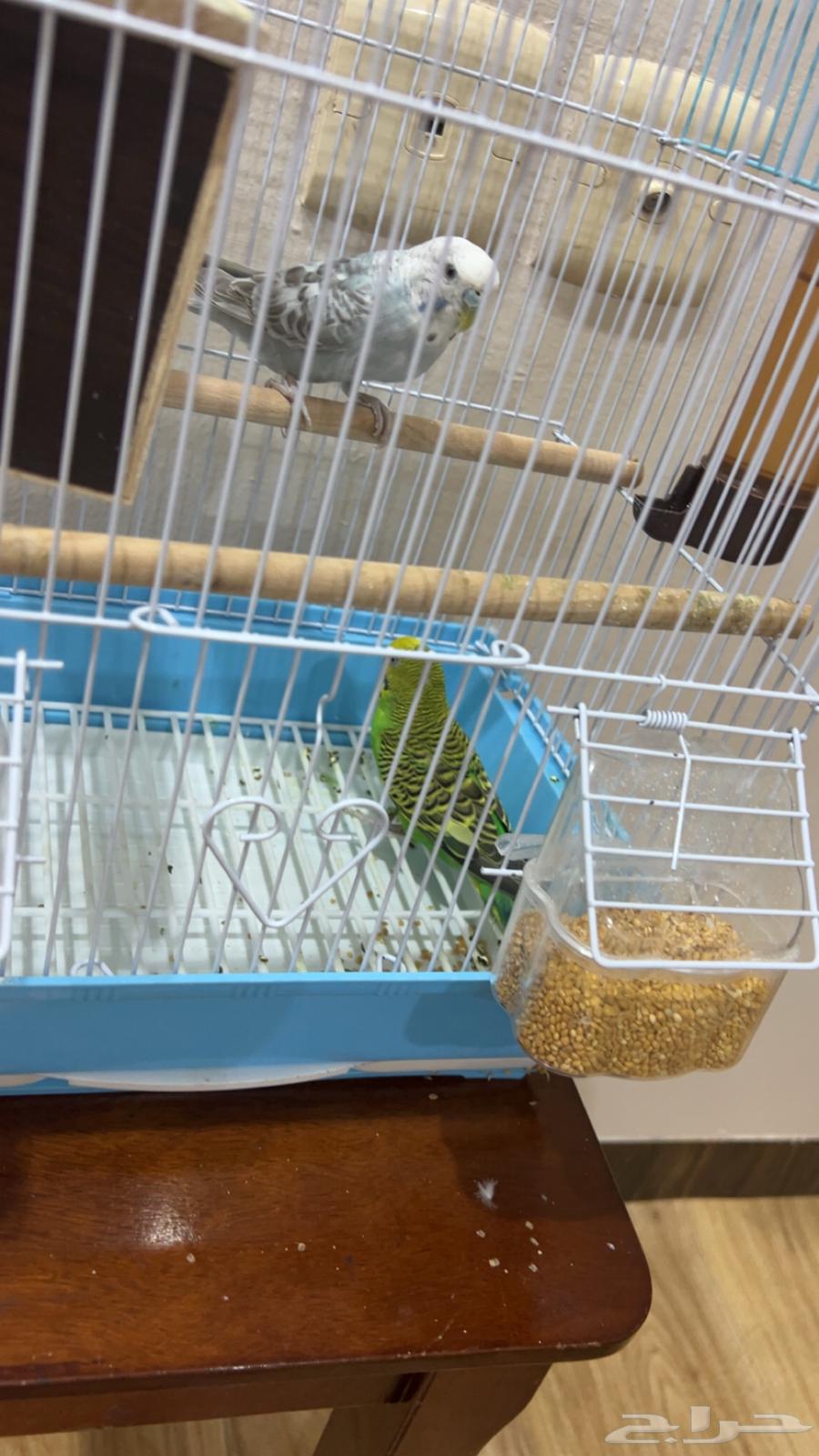 Birds64426752042883112