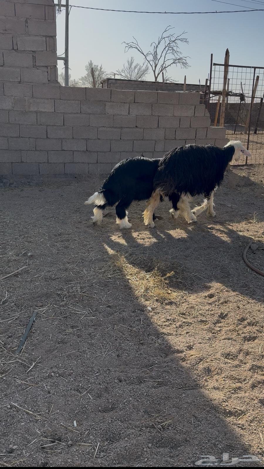 تم البيع64430084335490111