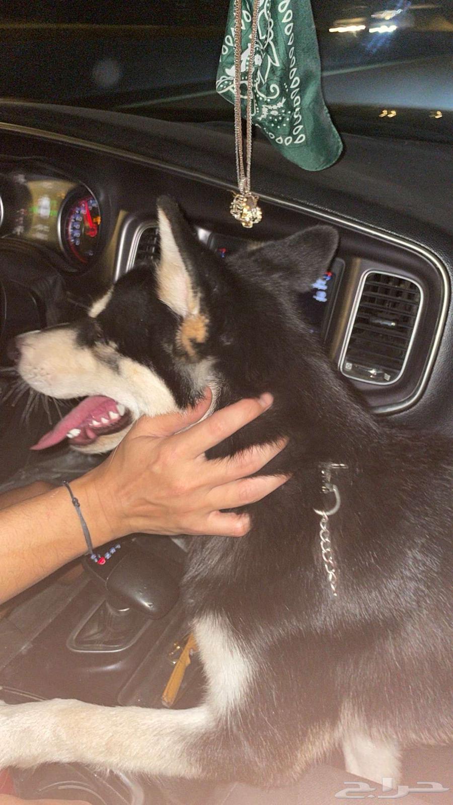 كلب هاسكي ذكر للبيع64426214746883110