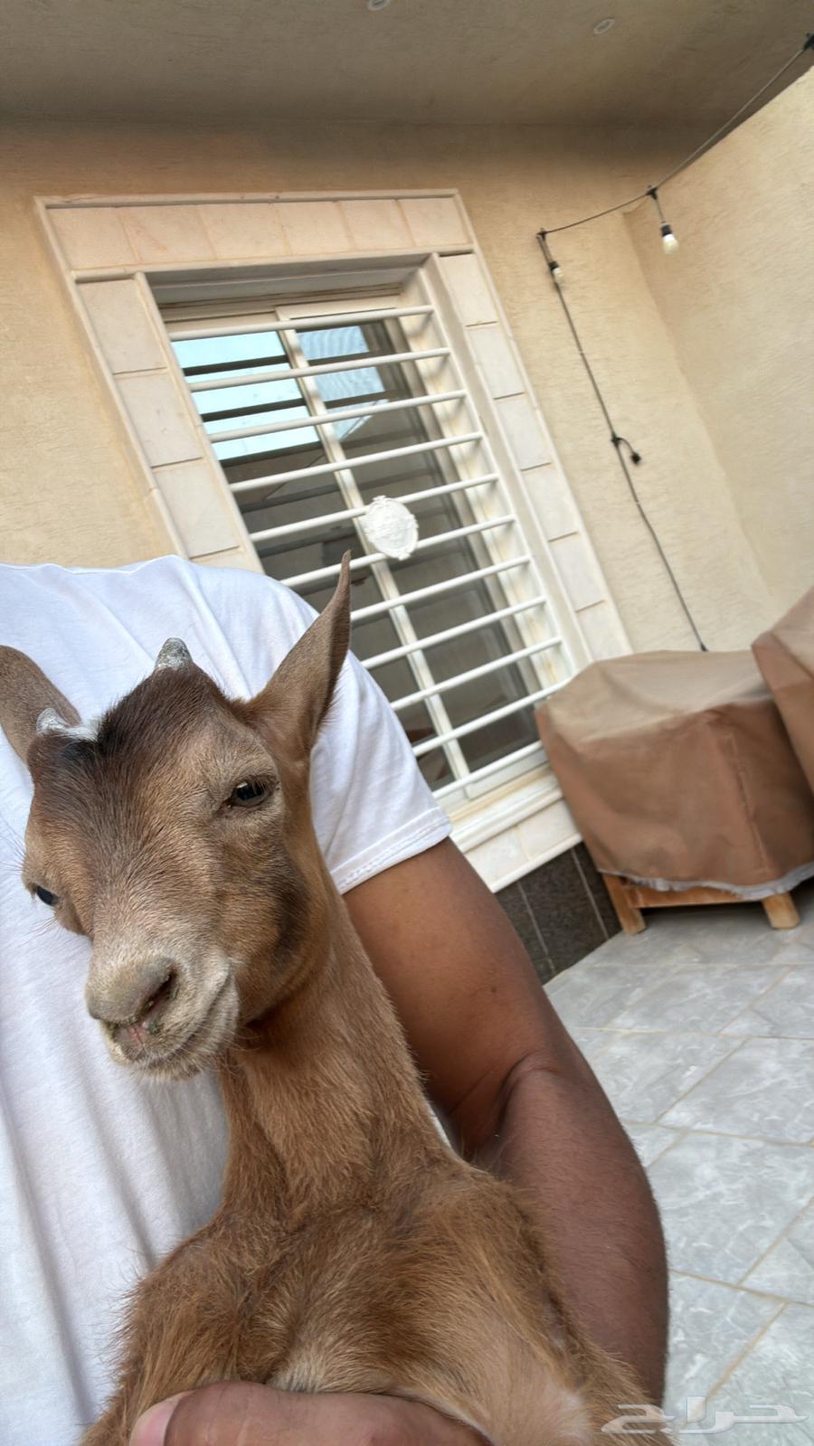 Dwarf goat64431170060034112