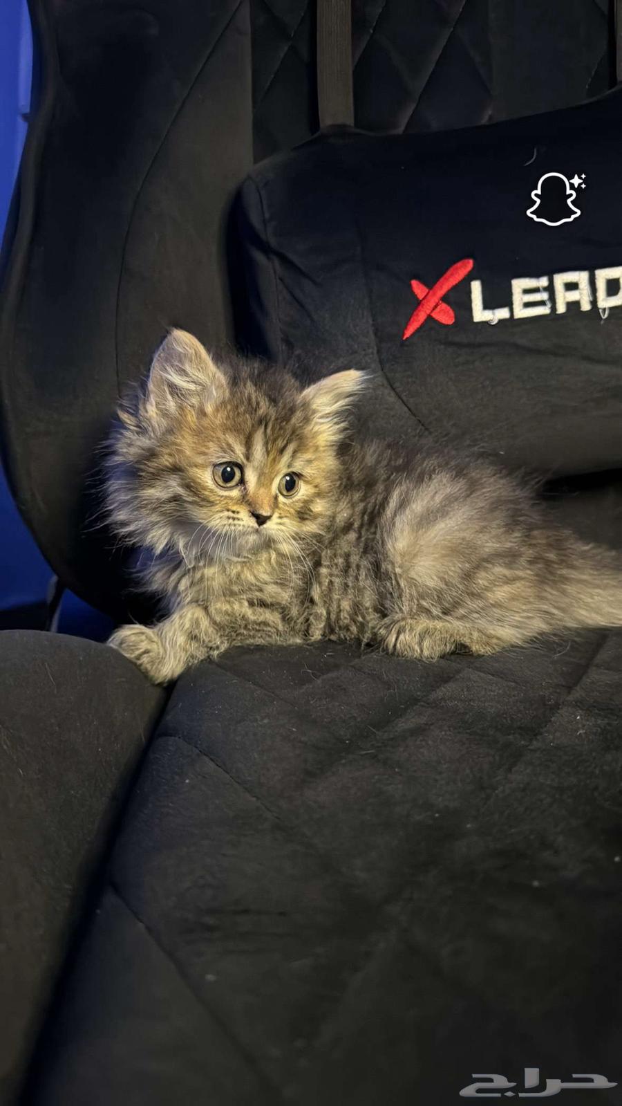 Scotch Street (Sold)64431048472963111