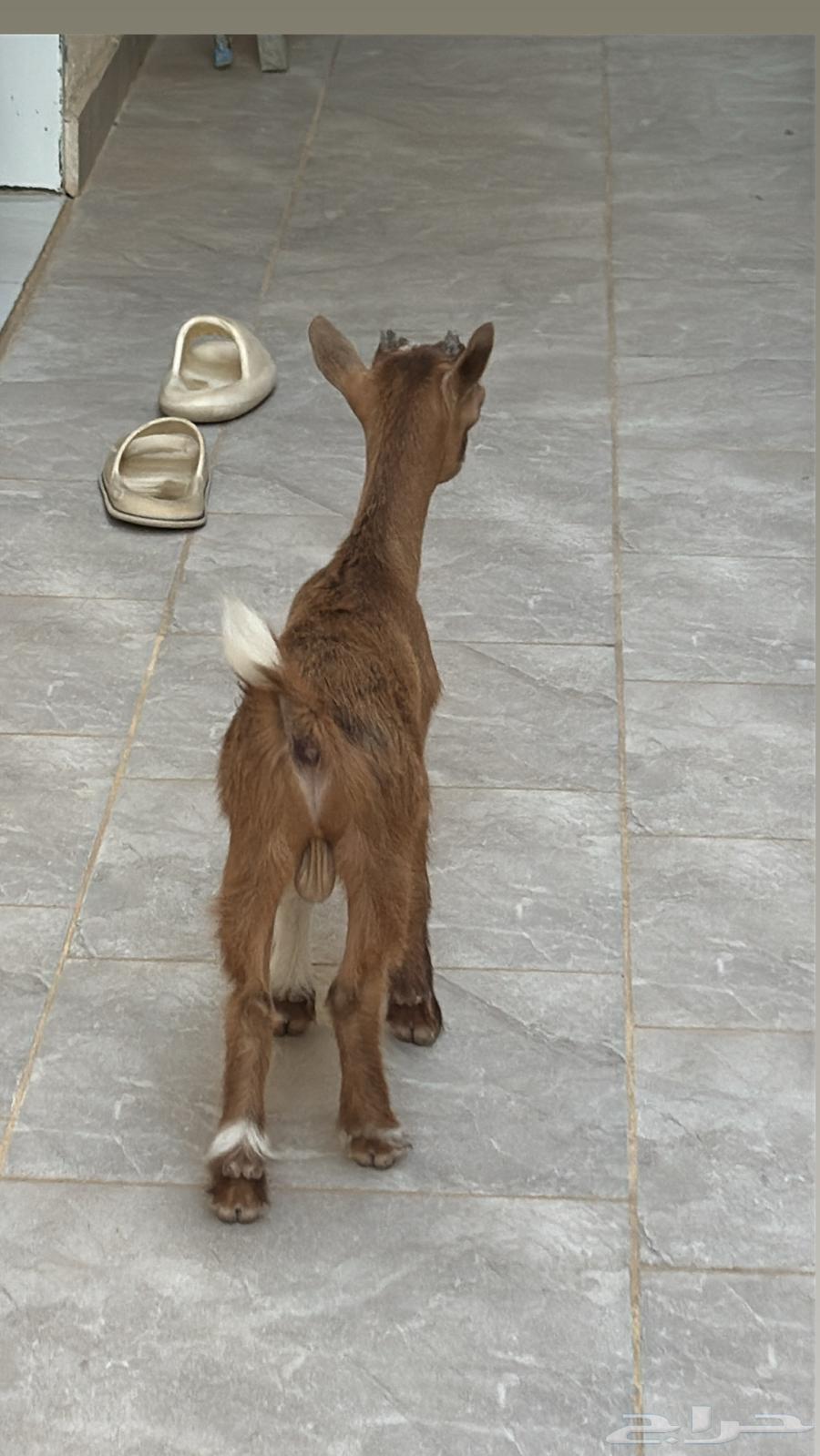 Dwarf goat64431170060034111