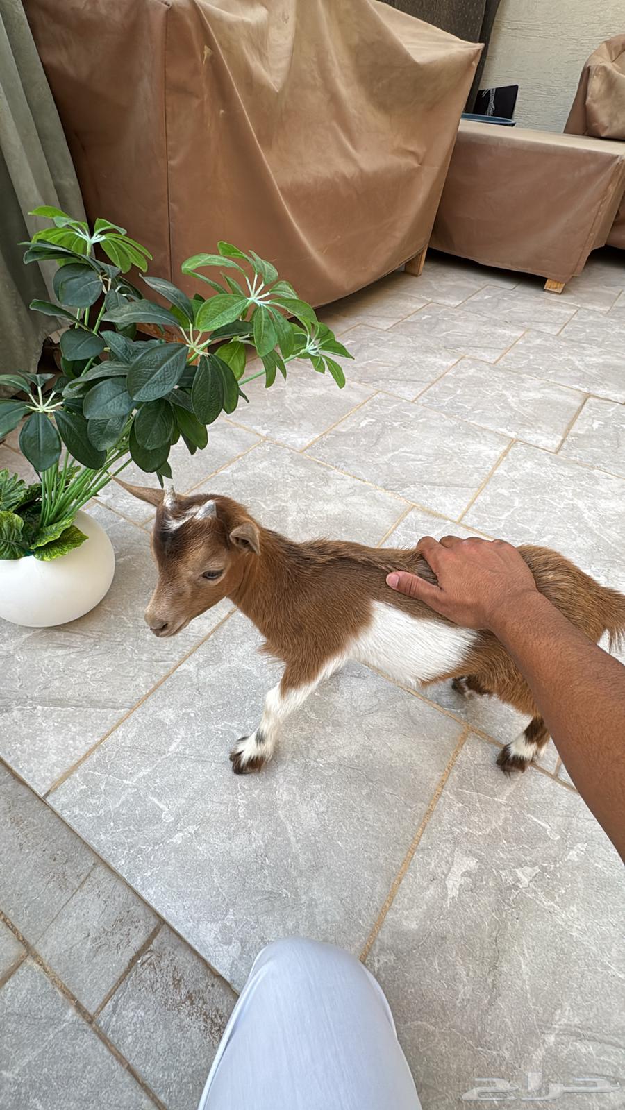 Dwarf goat64431170060034110