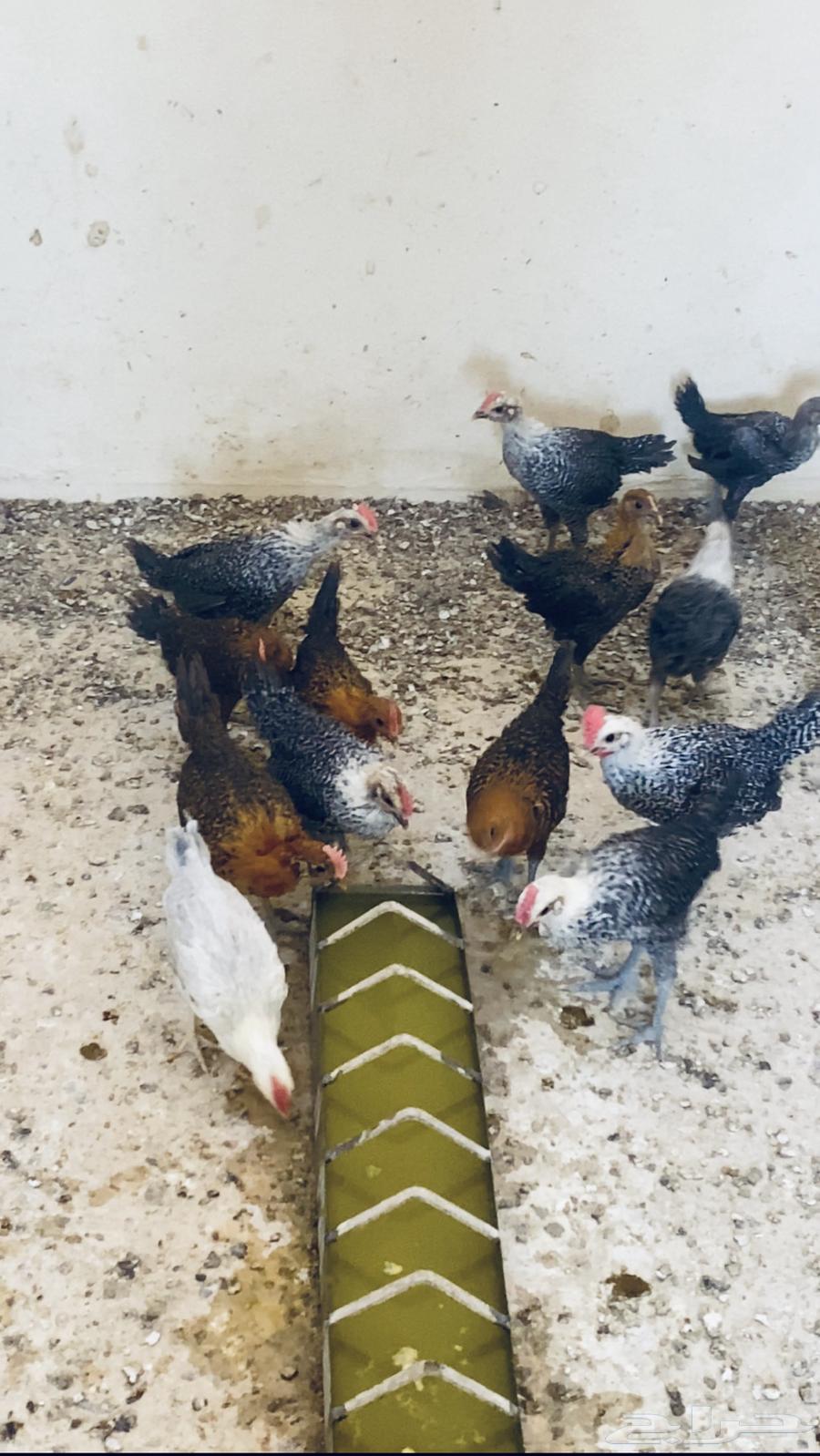 صيصان للبيع العمر شهرين64429197099523110