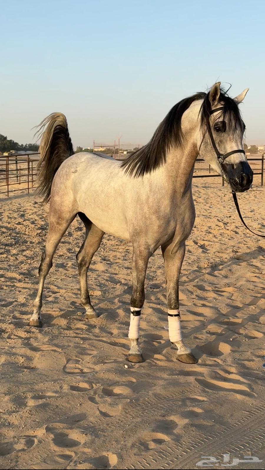للبيع حصان شعبي فاخر الحد 5000 تم البيع64433526105346110
