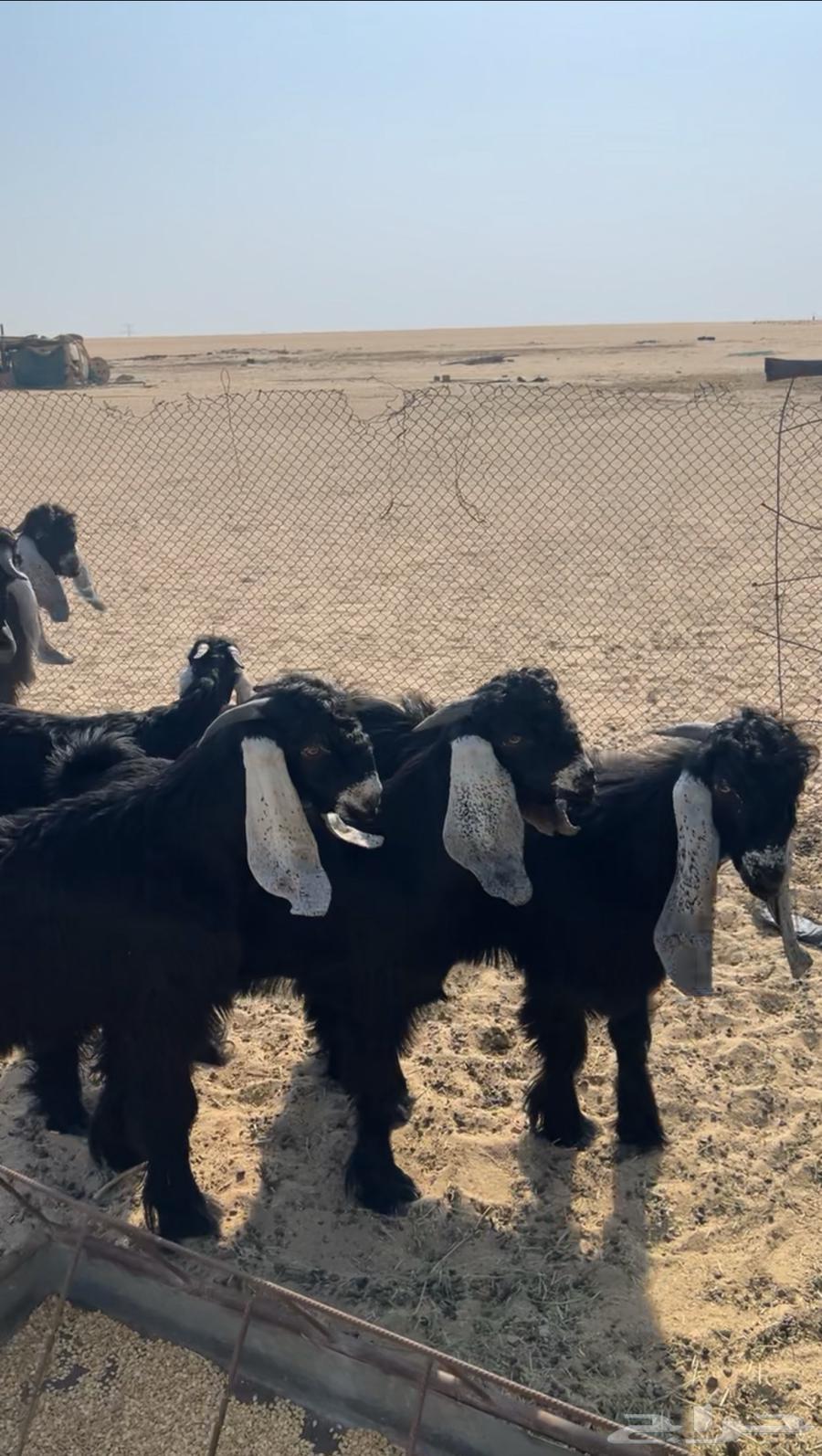 Goats for sale, good quality, young males with breeding projects, already sold64429370844931113