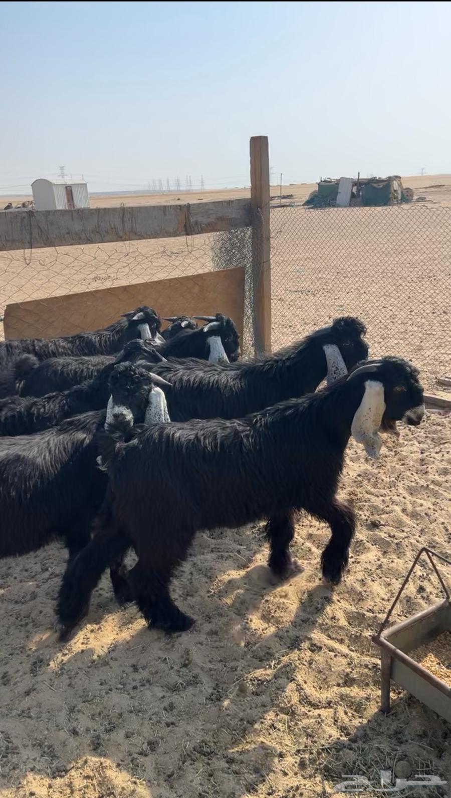 Goats for sale, good quality, young males with breeding projects, already sold64429370844931114