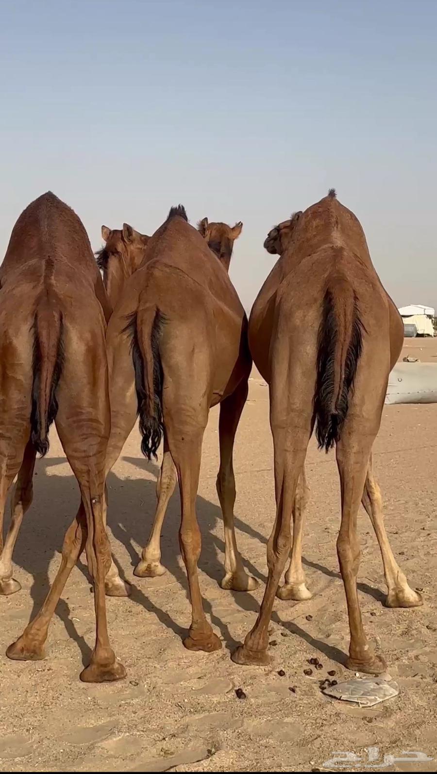 ثلاث ابل سواحل لقحات للبيع64431142649090110