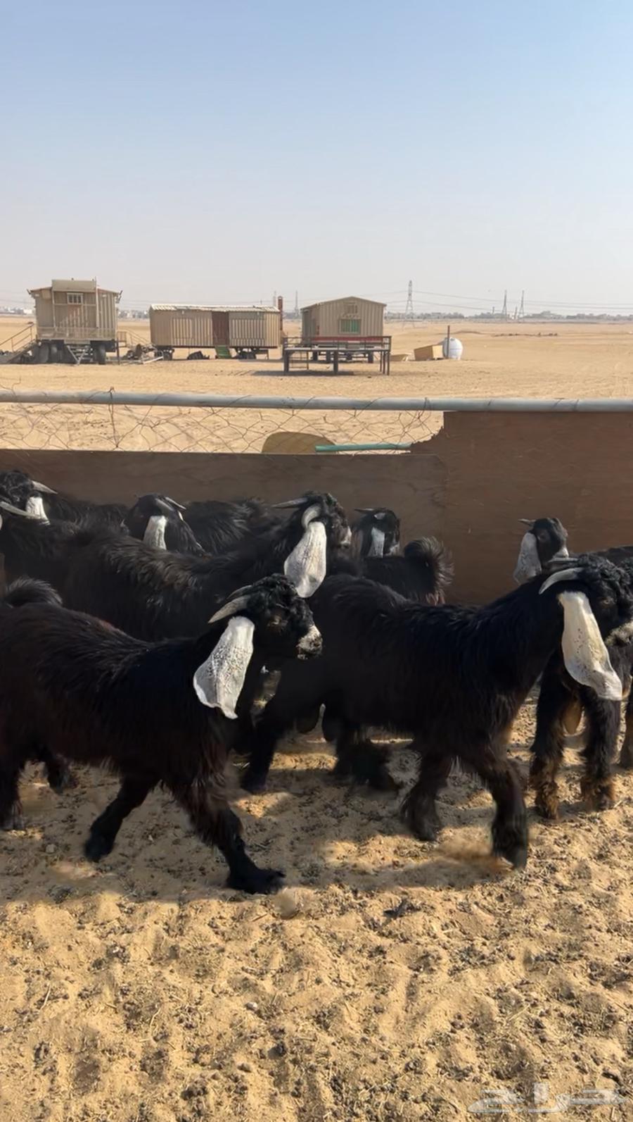 Goats for sale, good quality, young males with breeding projects, already sold64429370844931110