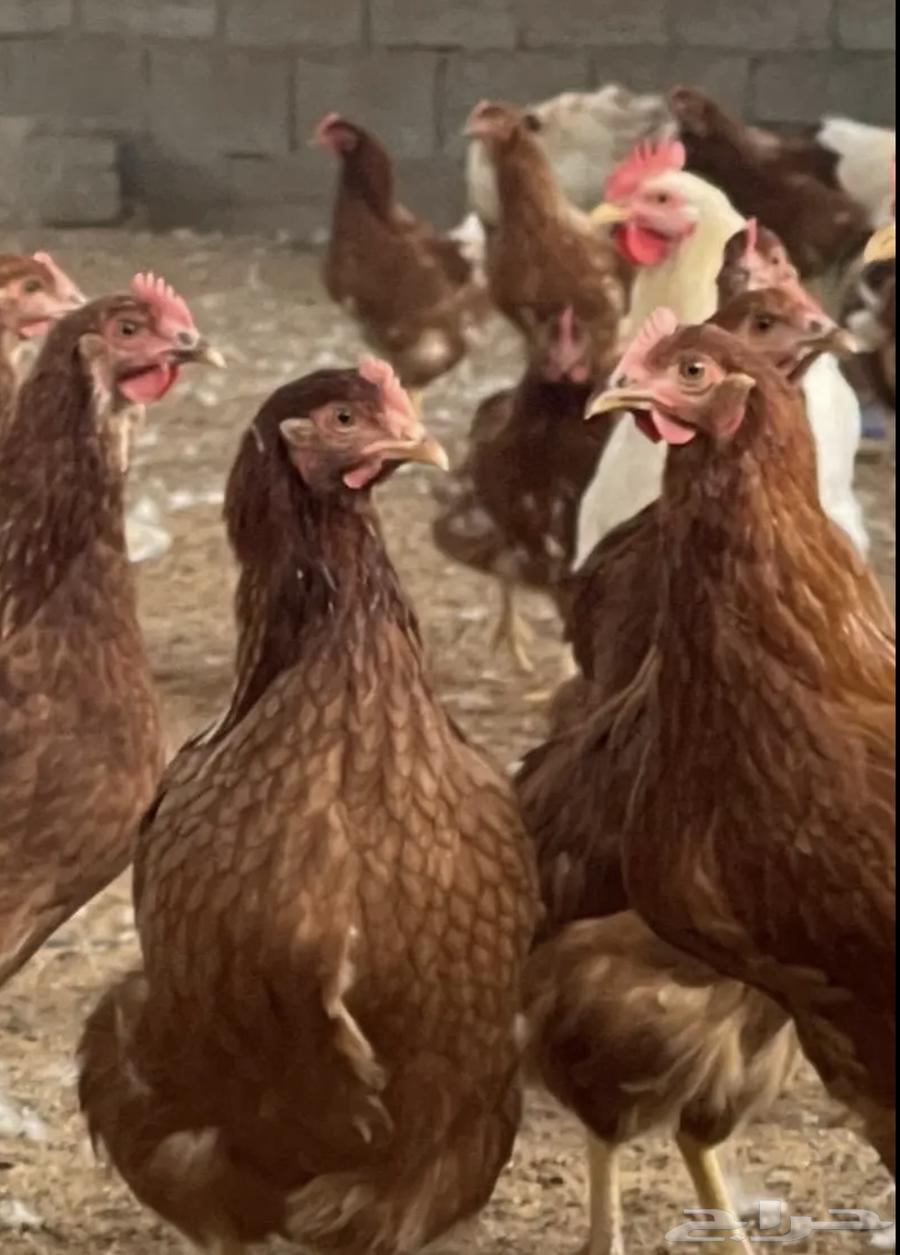 بيض مخصب دجاج لوهمان براون الماني مستورد دم صافي64427905512193111